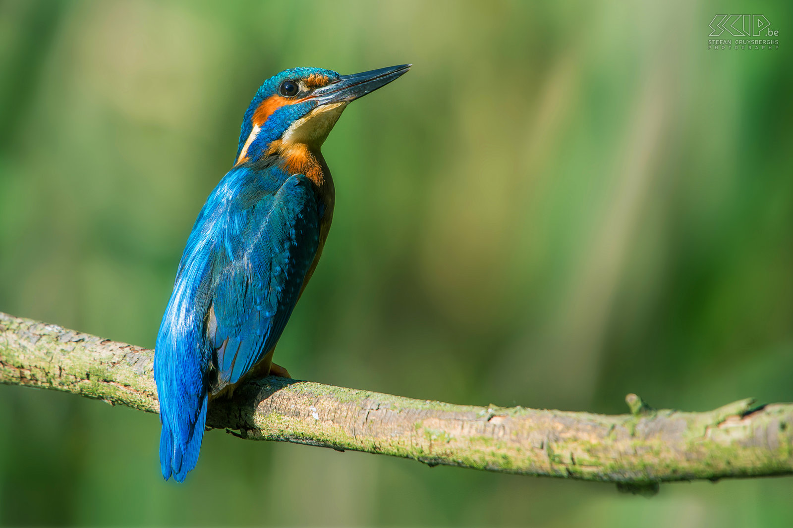 Vogels - IJsvogel Dit voorjaar spendeerde ik heel wat tijd in de natuur; soms heel dicht bij huis in Lommel, af en toe vanuit m’n schuiltentje en ook regelmatig wandelingen in de grote natuurgebieden in Nederland. Ik kon dan ook heel wat vogels fotograferen en ik heb nu een kleine selectie van de beste foto’s gemaakt met daarbij ijsvogels, aalscholvers, reigers, spechten, buizerds, ...<br />
<br />
Een prachtig ijsvogeltje vanuit m'n schuiltent aan de vijver bij vrienden. De ijsvogel (Kingfisher, Alcedo atthis) is een viseter met een fel blauw oranje vederkleed van ongeveer 16cm groot. De mannetjes zijn enkel van de vrouwtjes te onderscheiden door hun pikzwarte ondersnavel terwijl deze bij vrouwtjes een donkerrode vlek heeft.<br />
 Stefan Cruysberghs